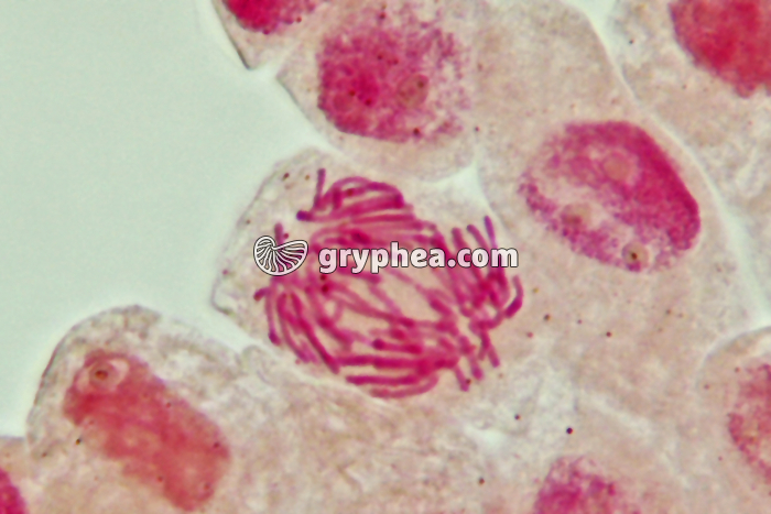 Mitose cellules de racine d'Ail - Anaphase x800 - gryphea.com